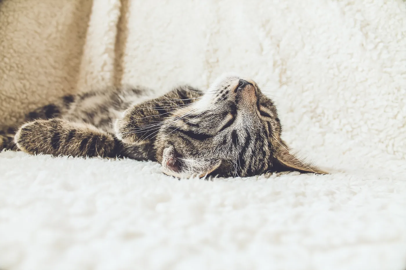Cat Sleeping